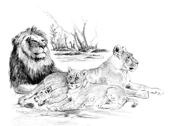 R&L Sketching by Numbers Large - 6 Lion Pride