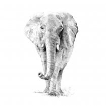 R&L Sketching Made Easy Standard - 16 Elephant