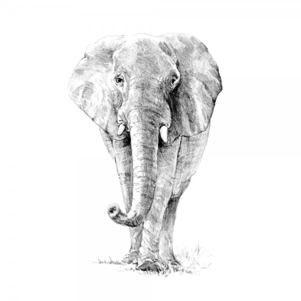 R&L Sketching Made Easy Standard - 16 Elephant