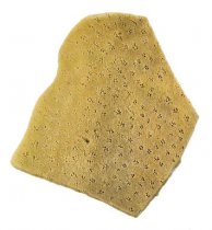 R&L Elephant Ear Sea Sponge 4 - 4,5 cm