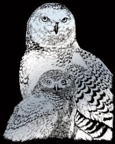 R&L Silver Foil Engraving Art A4 - Snowy Owls